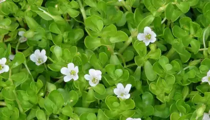 bacopa