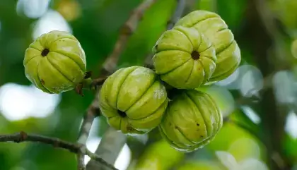 garcinia