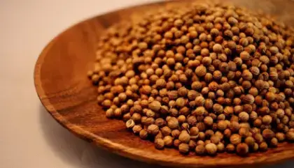 coriander