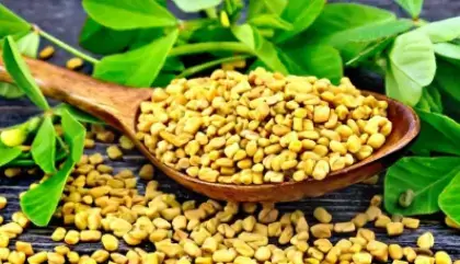 fenugreek