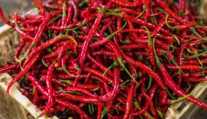 red-chilli