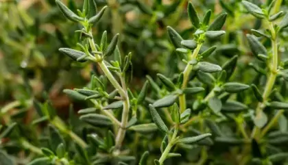 thyme